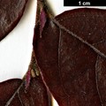 SpeciesSub: var. rubrum
